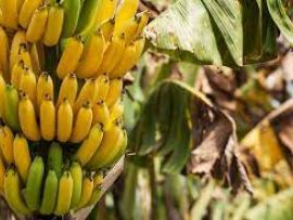 Cascas de banana como silagem para ruminantes