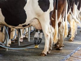 Vaca com CCS alta e cultura microbiológica do leite negativa, por que?