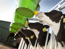 Otimizando a performance das bezerras e novilhas de leite