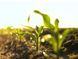 Brasil tem recursos naturais pra não depender de fertilizante estrangeiro