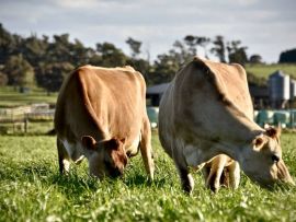 Como maximizar as margens de lucro da sua fazenda leiteira