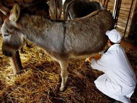 7 animais incomuns que produzem leite para consumo humano