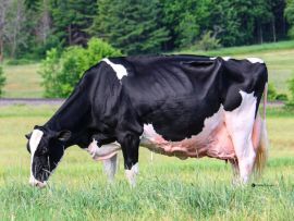 O que é uma vaca feliz?