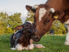Mitos e verdades sobre o bem-estar animal e a evolução do conceito