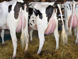Tamanho importa: a tendência de vacas leiteiras maiores no Reino Unido