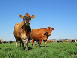 Como é o desempenho das raças leiteiras no pasto