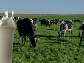 Produção eficiente de leite no Uruguai