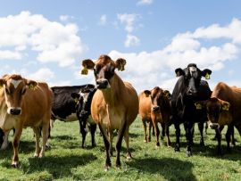 Austrália: Produção de leite e formação de preços