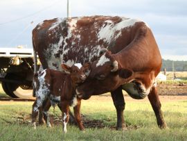 Hipocalcemia atinge cerca de 50% das vacas leiteiras no Brasil