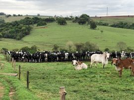 A produção brasileira de leite estagnou?