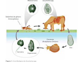 Saiba mais sobre os danos silenciosos provocados pela euritrematose bovina