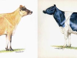 Jersey x Holandês: qual raça leiteira proporciona maior lucratividade aos produtores?
