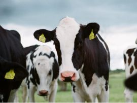 A neta da vaca que passou calor produz menos?
