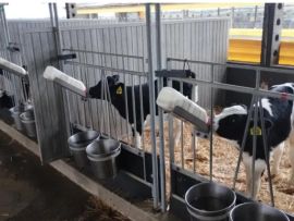 Pesquisadores identificam benefícios de manter bezerras em pares já na primeira semana de vida