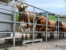 A pesagem diária de vacas leiteiras é um investimento estratégico para a fazenda moderna