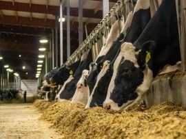 Compreendendo melhor o papel dos tamponantes na dieta de vacas leiteiras