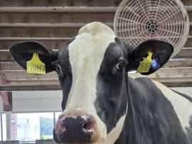 Solução revolucionária para controle da mastite sem antibióticos