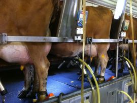 A velocidade de ordenha importa mais do que imaginamos