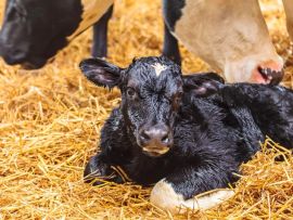 Criação de bezerros beef-on-dairy já é realidade no Brasil e ganha respaldo científico