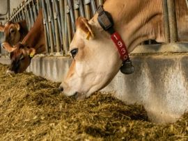 Gerenciando a Eficiência Alimentar: o que você pode controlar