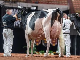 Entre tragédias e esperança: a história de animais que mudaram a raça Holandesa