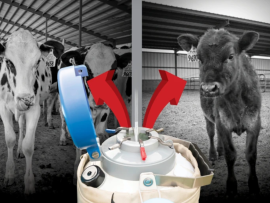Beef-on-dairy vs. Reposição: Como equilibrar o fluxo de caixa com a longevidade do rebanho