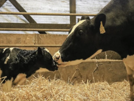 Manter o bezerro com a vaca por alguns dias: risco ou prática possível?