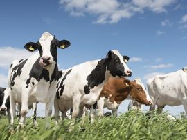 Ganhos de produção e pressões de preço