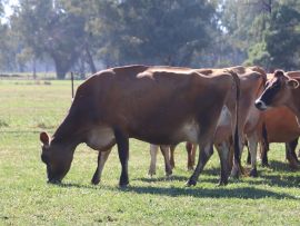 Foco na produção de leite rentável: referências rápidas importantes