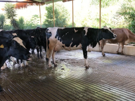 Você sabe preparar as vacas corretamente para a ordenha?