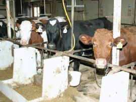 O cruzamento aumenta o lucro diário por vaca