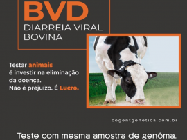 BVD - Diarreia Viral Bovina