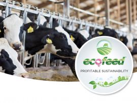 Eficiência alimentar: a nova ferramenta para uma pecuária de leite sustentável