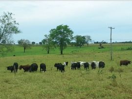 EMBRAPA: Proposta de controle de carrapatos para bovinos em pastejo
