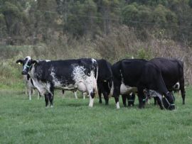 O que é mastite ambiental, como ela pode surgir e quais as melhores formar para seu controle?