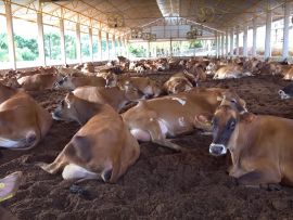 O Sistema de Compost Barn