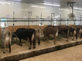 Os 3 pilares de fazendas leiteiras altamente eficientes