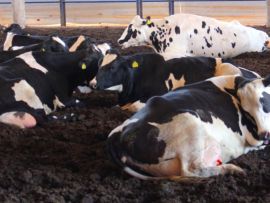 O que é timpanismo em bovinos e o que fazer para evitar?