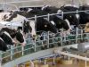 Custos do controle da mastite em vacas leiteiras
