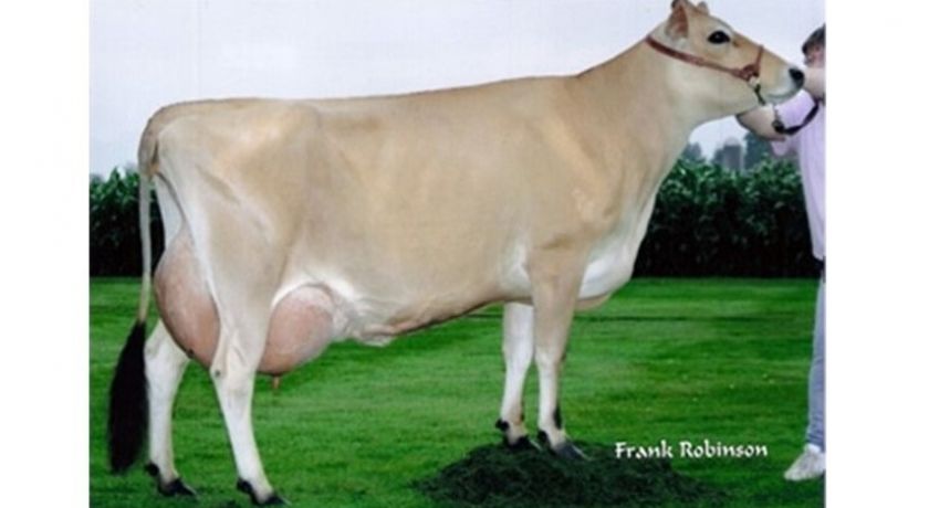 JUBILEE: recordista mundial de produção de leite na raça Jersey