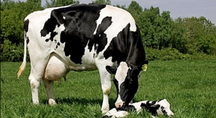 Gerenciando o período de transição na vaca de leite moderna