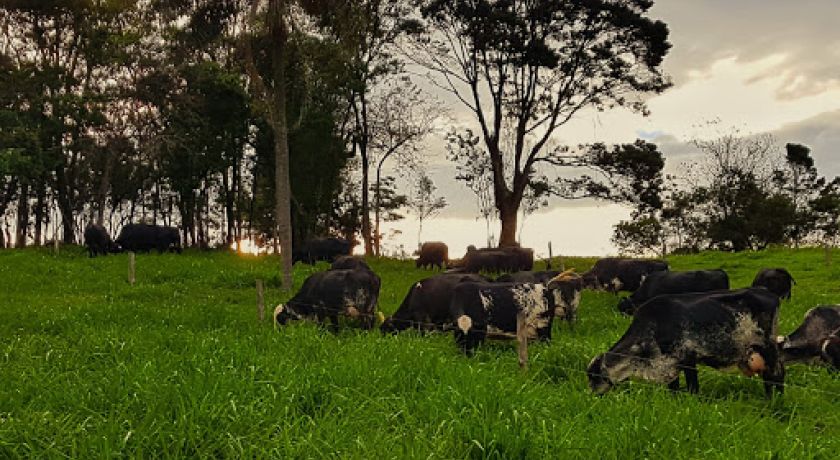 EMBRAPA: Produtores rurais devem ficar atentos a casos de leptospirose bovina com o aumento das chuvas