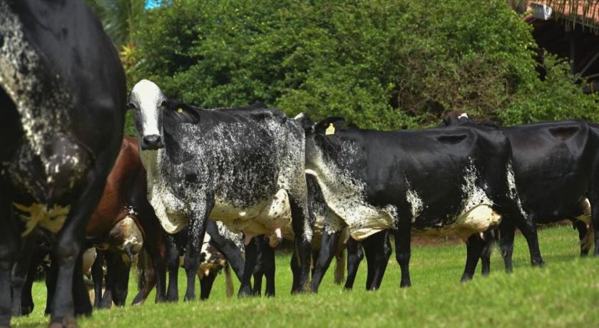EMBRAPA: Proposta de controle de carrapatos para bovinos em pastejo