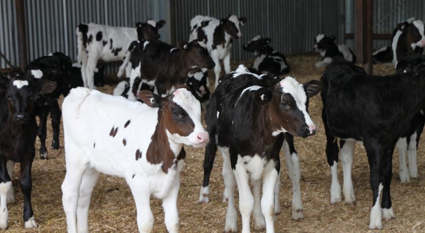 Os avanços genéticos em rebanhos leiteiros provenientes da inseminação artificial