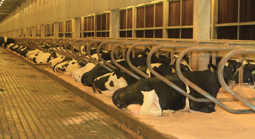 Levantamento Top 100: os maiores produtores de leite do Brasil