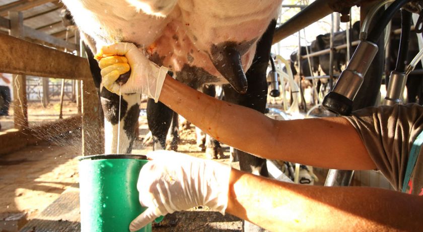 PE: produtores são beneficiados com melhoramento genético que pode triplicar a produção de leite