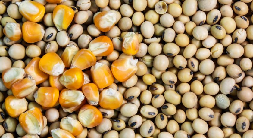 Governo suspende imposto de importação para milho e soja até o fim do ano