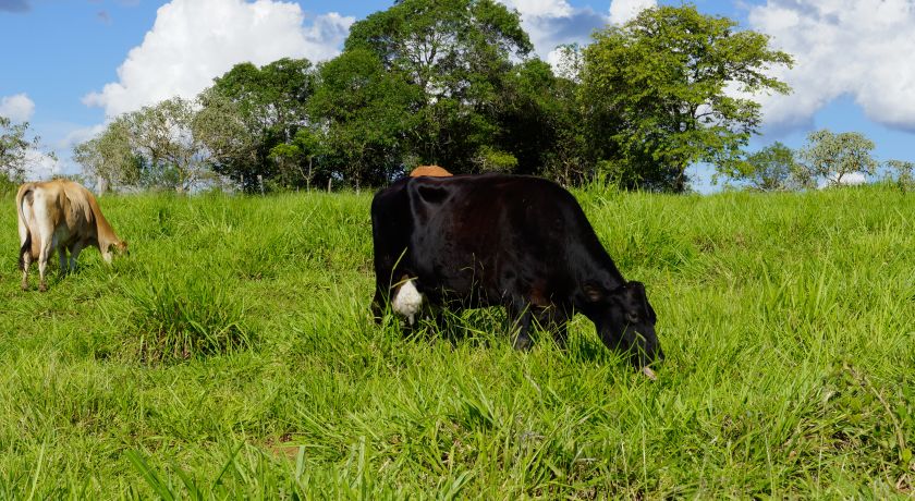 CEPEA: Seca e custos de produção em alta impulsionam preços no campo