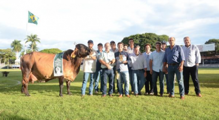 Girolando: Circuito Megaleite - Etapa Uberaba