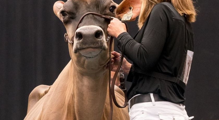 Um dia na vida de uma vaca leiteira de alta produção